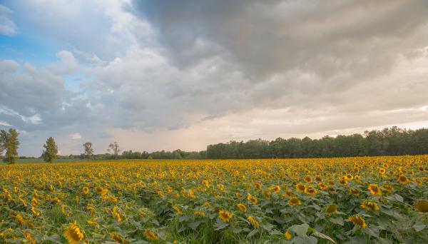 Sunflowers Maze at Strawberry Fields Hydroponic Farm