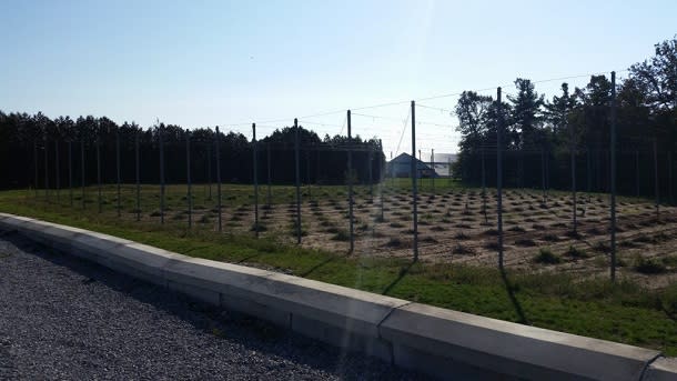 Hops at Ramblin road