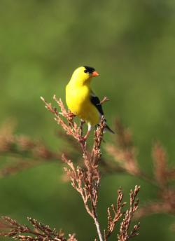 Kansas Kritters- American Goldfinch