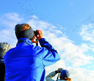 Woman Bird Watching in Outer Banks