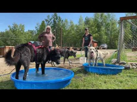 Alaskan Husky Adventures