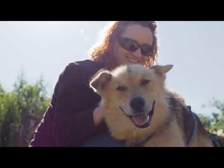 Summer Dog Sledding