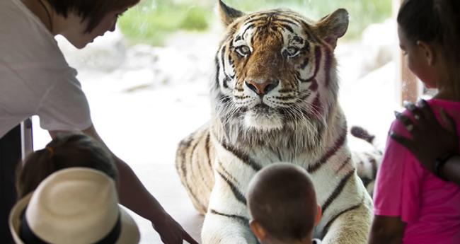 Getting to see the tiger up close at Sedgwick County Zoo