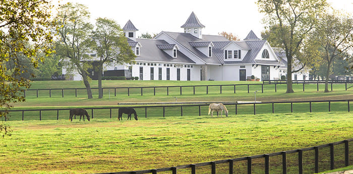 Horse Farm Tours In The Horse Capital Of The World Lexington