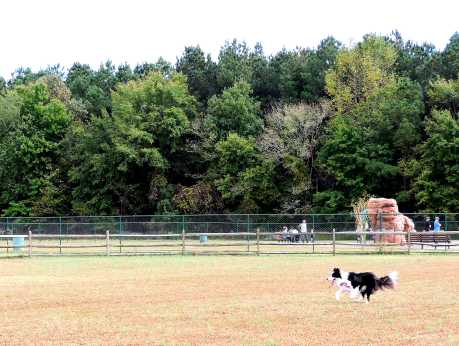 Chesapeake Dog Park