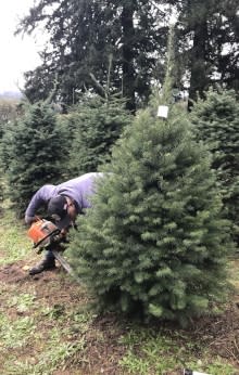 Cutting Down Christmas Tree by Taj Morgan