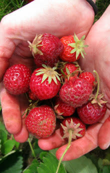 U-pick Strawberries by Kelsey Ivey