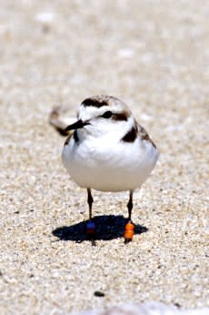 Plover Courtesy of Siuslaw National Forest Service