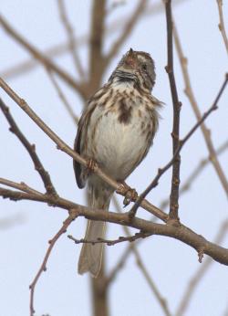 Song Sparrow