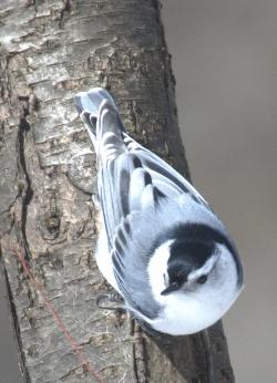 White-breasted Nuthatch