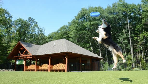 A picture of a dog catching a frisbee at Lake George RV Park in the Adirondacks