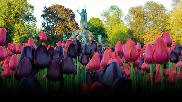 Washington Park tulips and King Memorial Fountain. Photograph - Beth Hickox; Courtesy Albany Tulip F