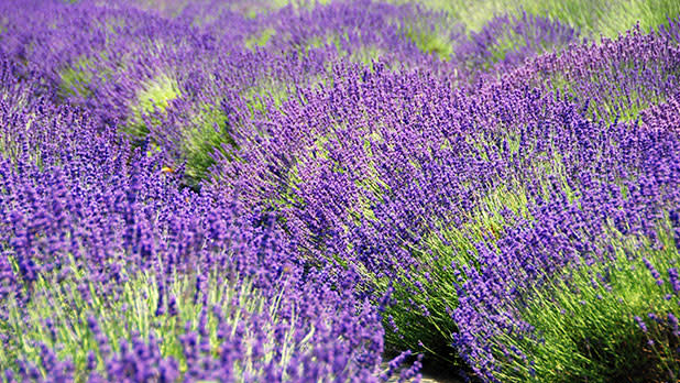 lavendar by the bay Photo by Jen Rozenbaum