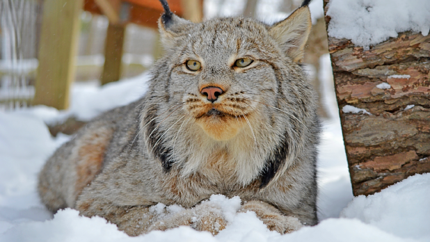 Lynx at The Utica Zoo