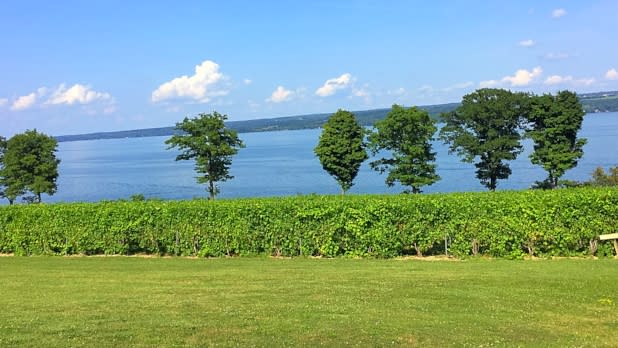 Lakeside vines at Thirsty Owl Winery