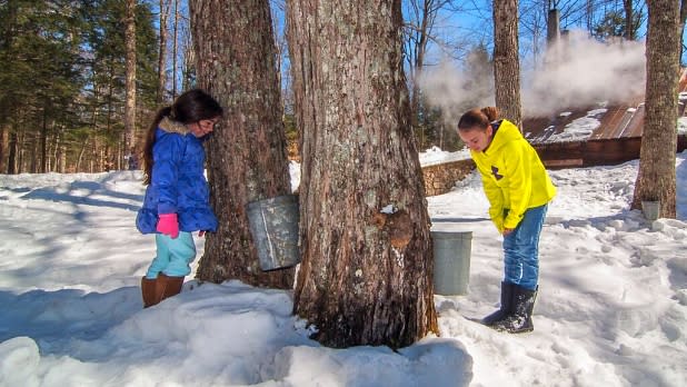 NYS Maple Syrup Weekend - Photo Courtesy of NYS Maple Syrup Weekend