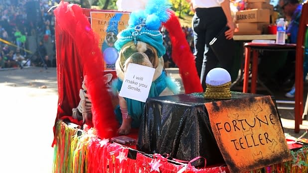Annual Great PUPkin Dog Costume Contest