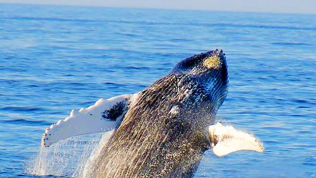 Watch for Whales in Montauk