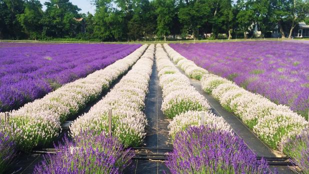 Lavendar by the bay