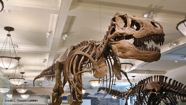 T. Rex at American Museum of Natural History