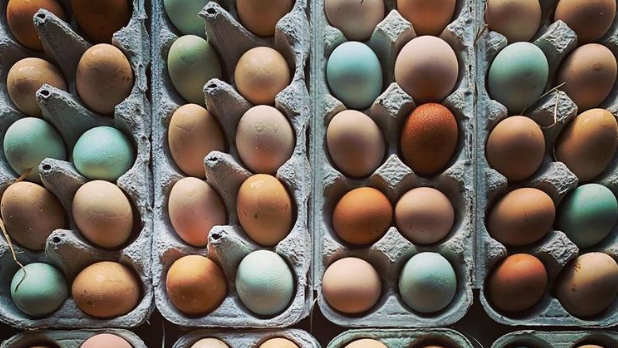 An overhead photo of a bunch of eggs in cartons at the Beacon Farmer's Market