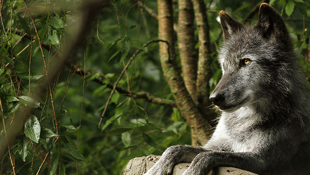 Wolf-Conservation-Center-Zephyr---Photo-by-Maggie-Howell-Courtesy-of-Wolf-Conservation-Center