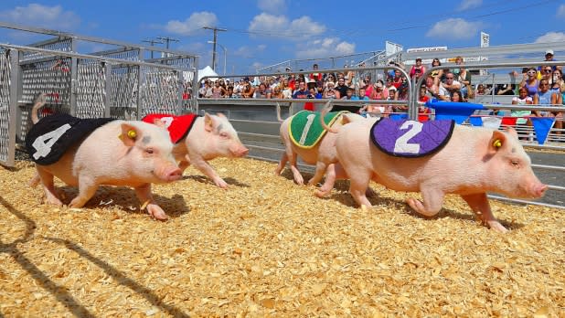 New York State Fair - Racing pigs