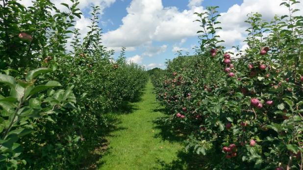 The Apple Farm orchard