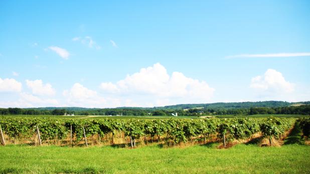 Lake Erie Grape Discovery Center