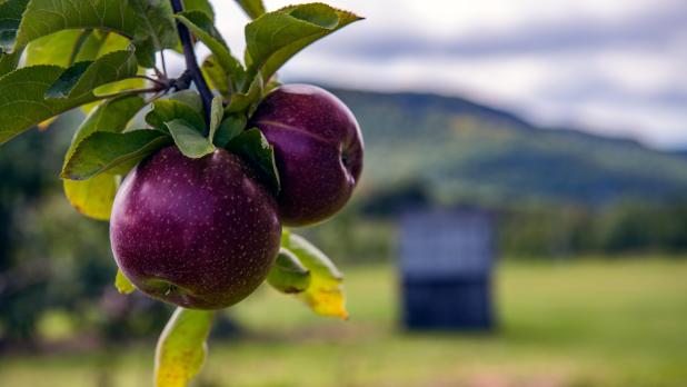 Apples at Indian Creek Farm