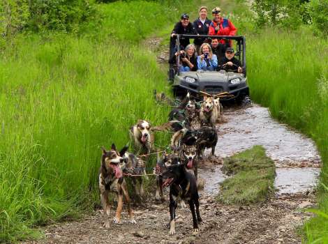 Dream A Dream Sled Dog Tours