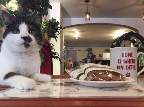 Eat Purr Love Cat Cafe Columbus Oh 43202