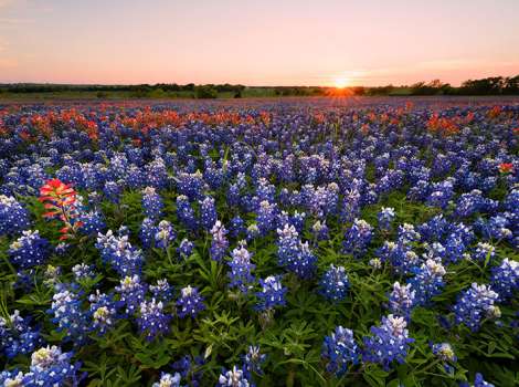 Ennis Bluebonnet Trails
