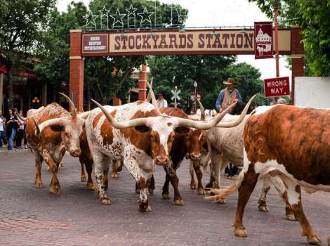 Stockyards Station