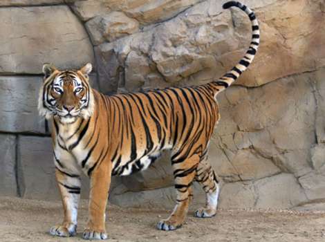 Exotic Feline Breeding Compound S Feline Conservation Center