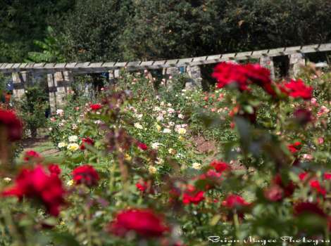 Raleigh Municipal Rose Garden Raleigh Nc 27607