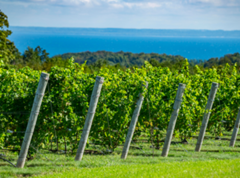 Leelanau Peninsula Wine Trail