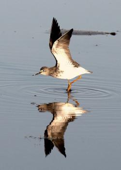 Lesser Yellowlegs