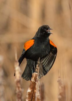 Red-winged Blackbird