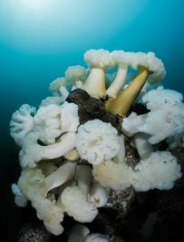 ocean reef