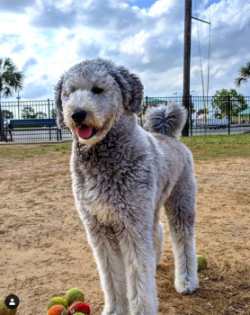 Bonnabel Boat Launch Dog Park