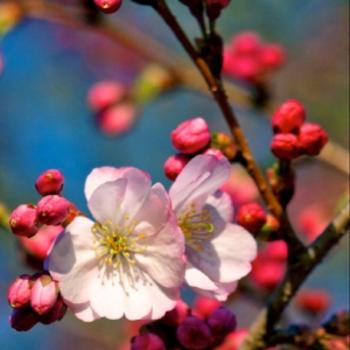 Cherry Blossom Tree at Branch Brook Park