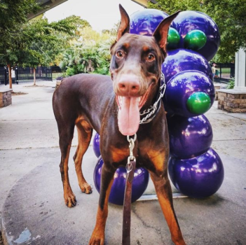 Lafreniere dog park