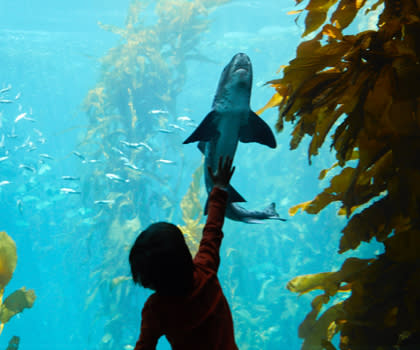 Monterey Bay Aquarium