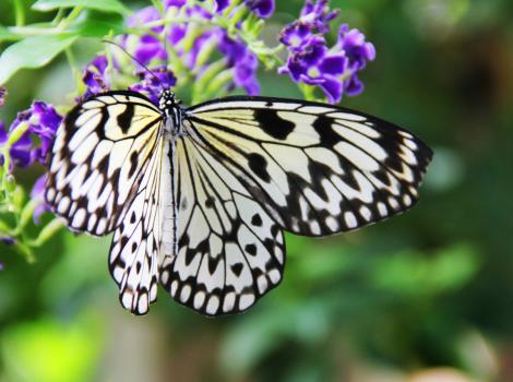 Franklin Park Conservatory And Botanical Gardens Columbus Oh 43203