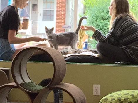 Eat Purr Love Cat Cafe Columbus Oh 43202
