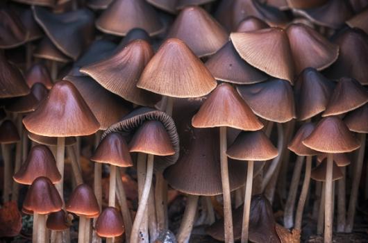 /community/news/whats-on/""