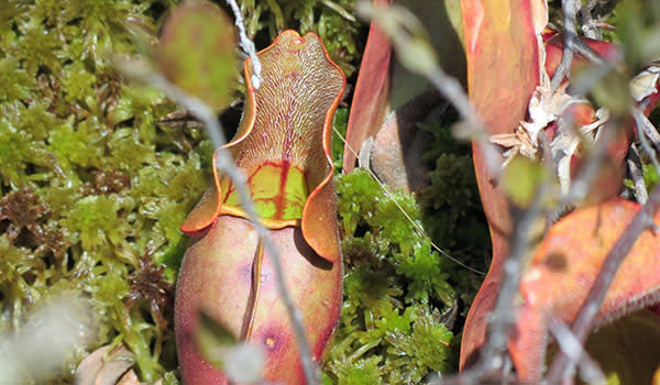 Michael Nichols Pinhook Bog Plants