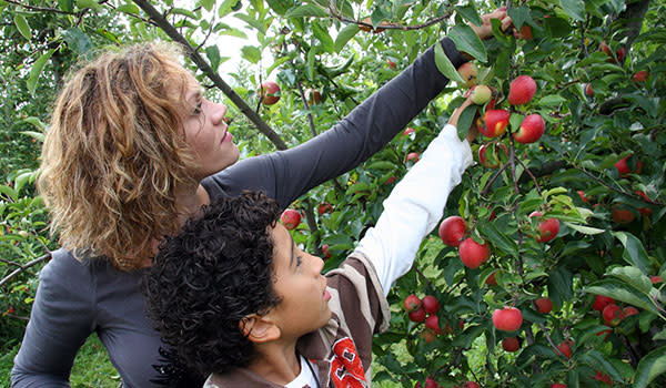 County Line Orchard apple picking