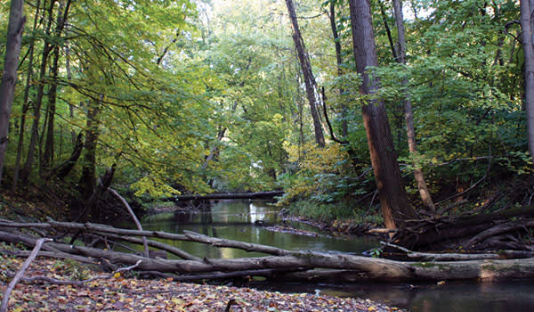 Heron Rookery Indiana Dunes National Park